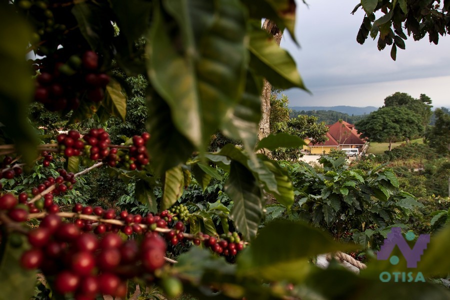 Plantacion de Café